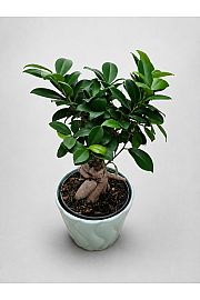 Bonsaj; Ø14 cm