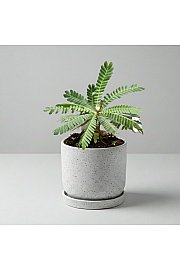 Biophytum sensitivum - Reši me