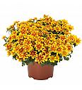 Bidens Bidy Boom Red Eye