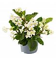 Begonija  Megawatt White Green Leaf