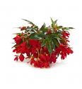 Begonija  Waterfall Encanto Red
