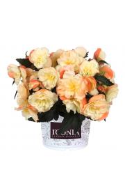Begonija I'CONIA Aroma Peach