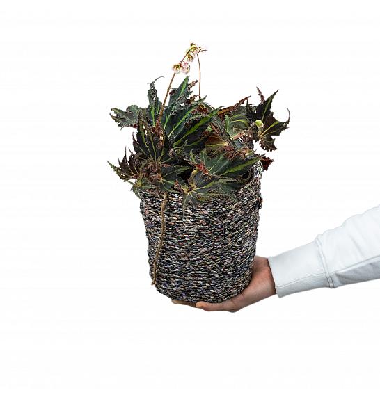 Begonia Break Dance; Ø13 cm