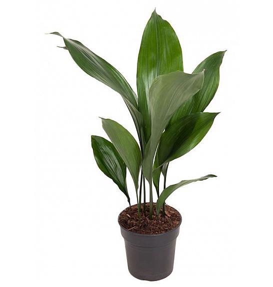 ASPIDISTRA ELATIOR; Ø15