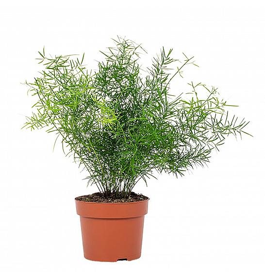 ASPARAGUS SPRENGERI; Ø13