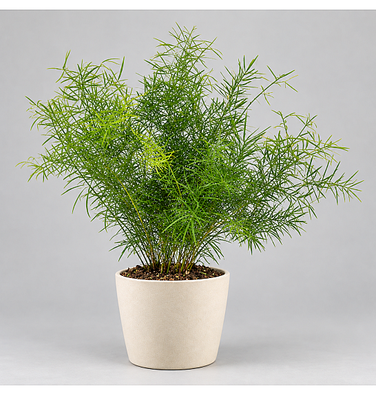 ASPARAGUS SPRENGERI; Ø13