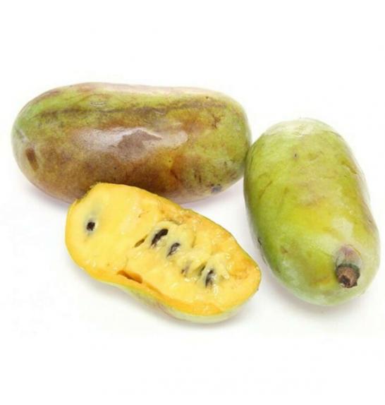 Asimina triloba Overleese C5 Lit. 30-50 cm