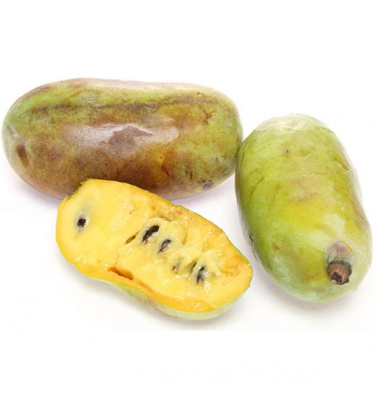 Asimina triloba Allegheny C5 Lit. 30-50 cm