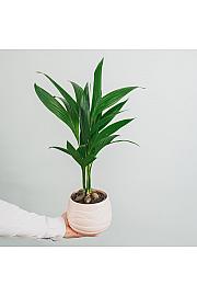 Areka catechu