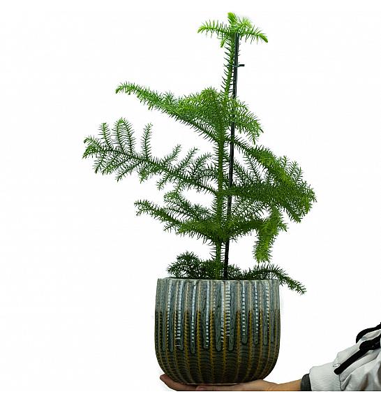 Araucaria heterophylla; Ø15 cm