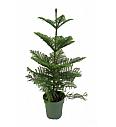 Araucaria heterophylla L