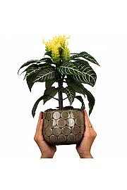 Zebra plant