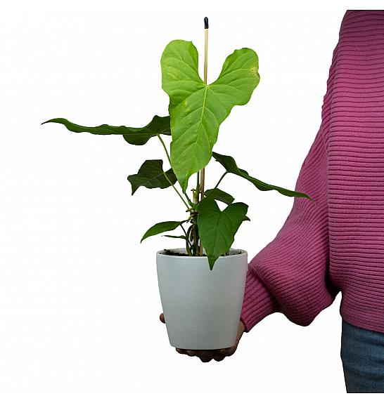 Anthurium Balaoanum; Ø12 cm