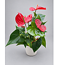 Flamingovec - L