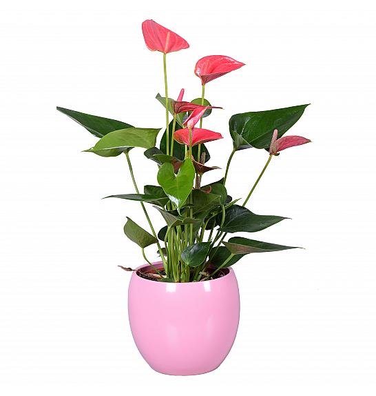 Anthurium andr. Ø12 Extra Mix