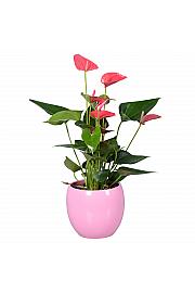 Veliki flamingovec - mix