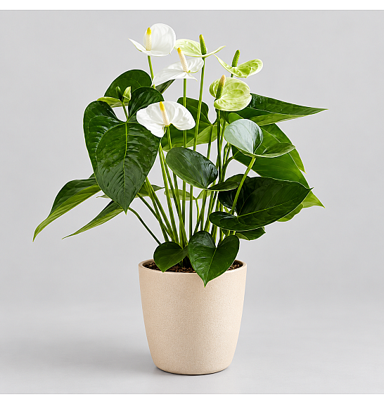 Anthurium andr. Ø17 White