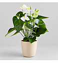 Flamingovec, beli - L