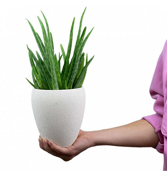 Aloe Vera; Ø13 cm