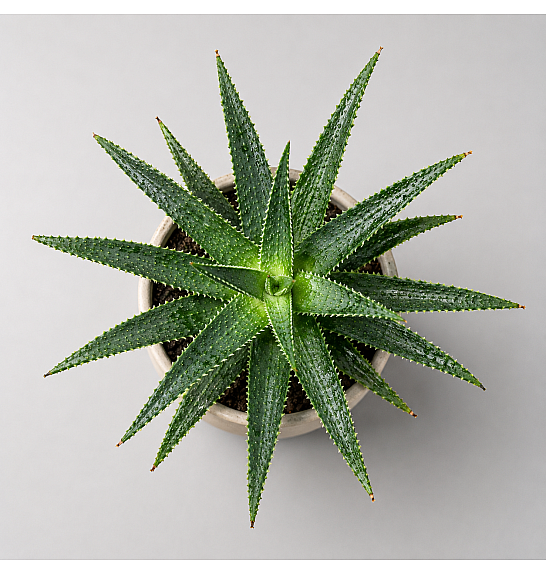 Aloe Danyz; Ø10,5 cm