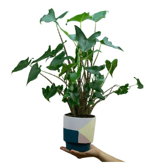 Alocasia zebrina Siberian Tiger; Ø14 cm