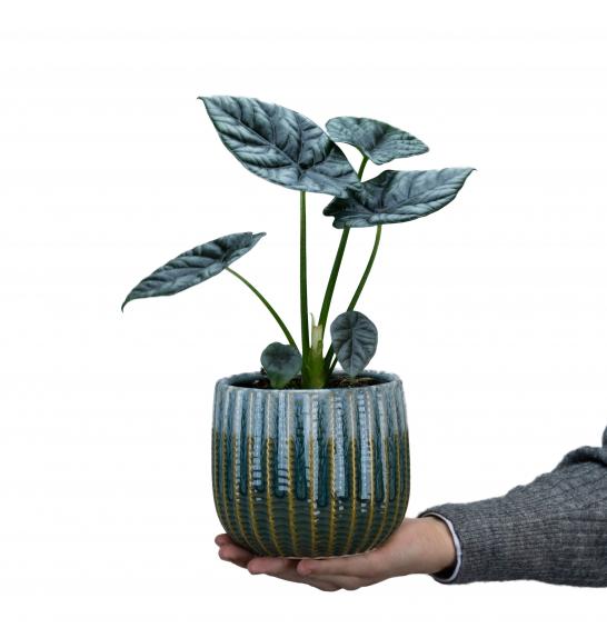 Alocasia Sinuata; 11 cm