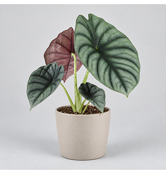 Alocasia Silver Nebula; Ø11 cm