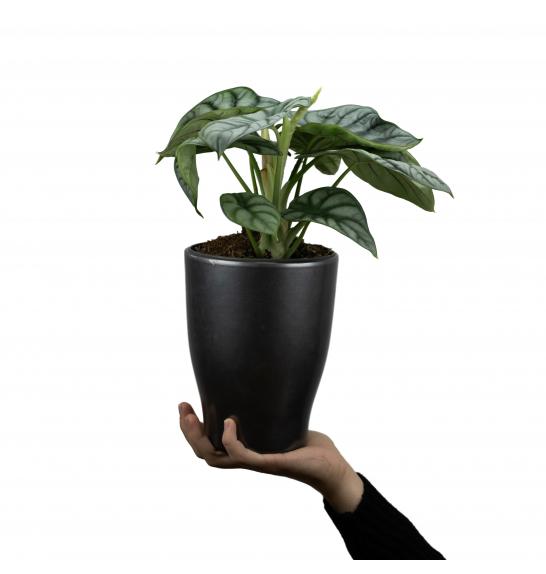 Alocasia Silver Dragon; 14 cm