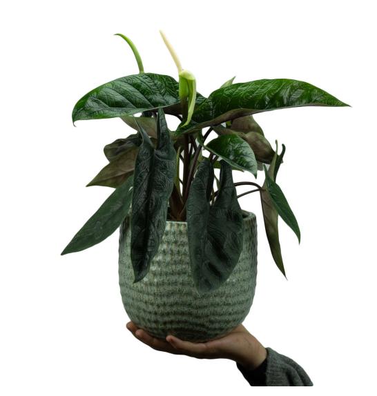 Alocasia Scalprum; 14 cm