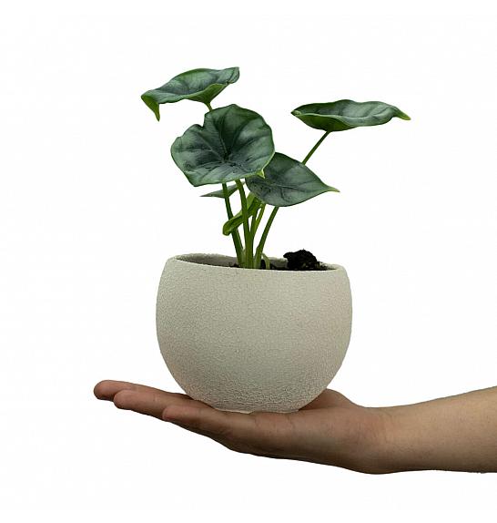 Alocasia Reversa; Ø9 cm