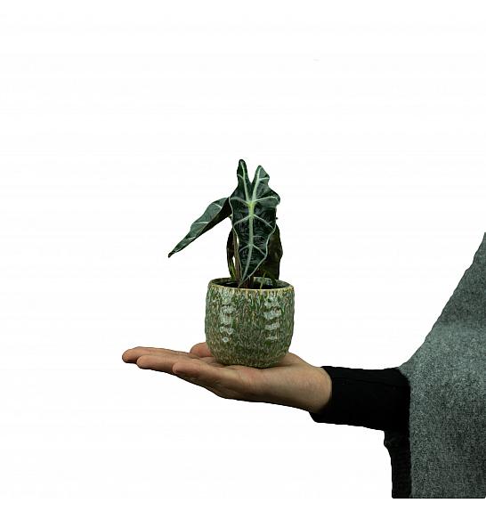 Alocasia bambino; Ø9 cm
