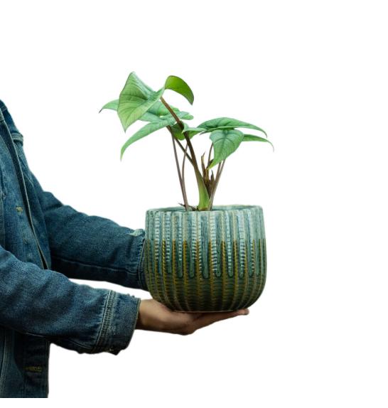 Alocasia platinum; Ø14 cm, 35 cm