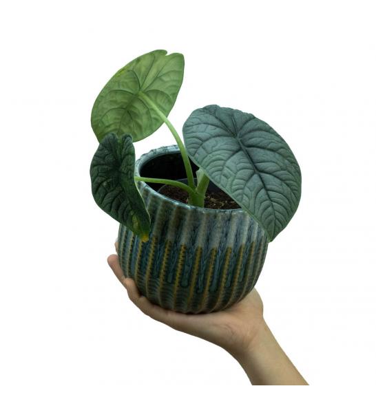 Alocasia melo; Ø14 cm