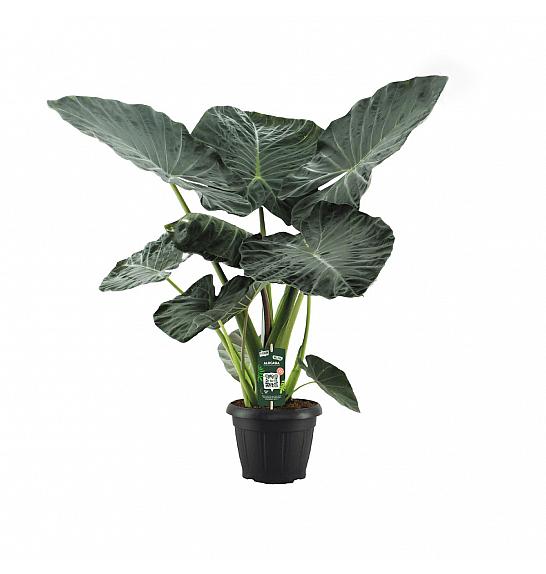 Alocasia macrorrhiza; Ø33 cm