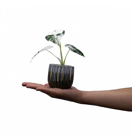 Alocasia Frydek variegata; Ø6 cm