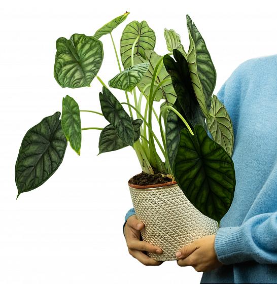 Alocasia Dragon Scale; Ø19 cm