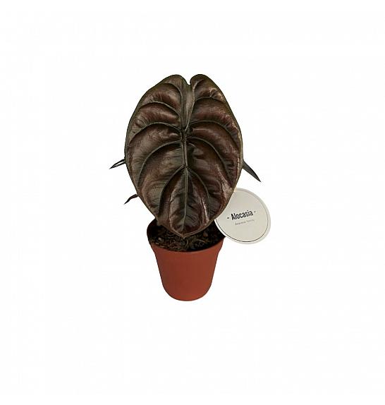 Alocasia cuprea Red Secret; 12cm