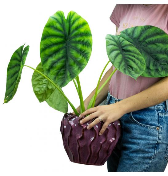 Alocasia Clypeolata Green Shield; Ø14 cm