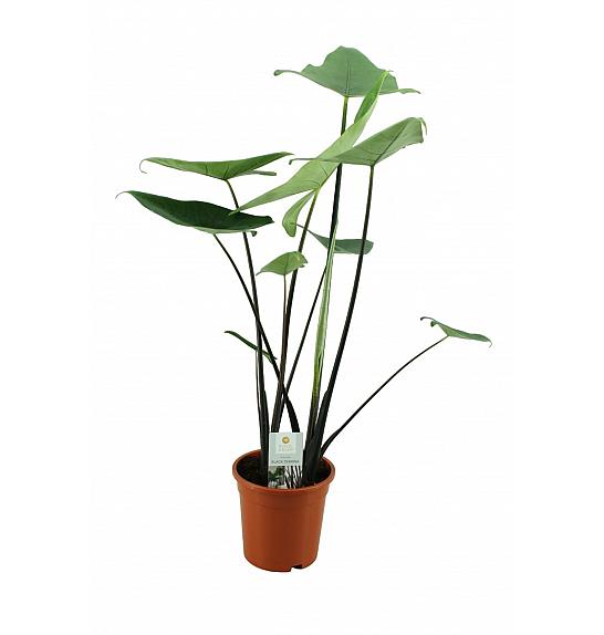 Alocasia Black Zebrina; Ø17 cm