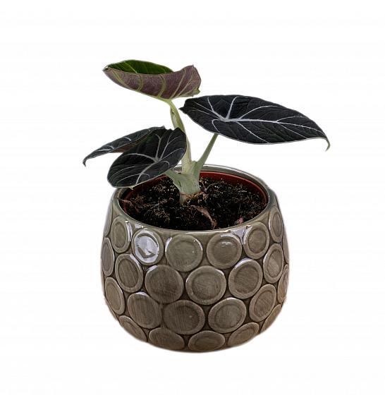 Alocasia Black Velvet; Ø12 cm