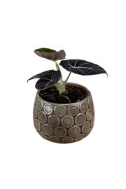 Alokazija Black Velvet 