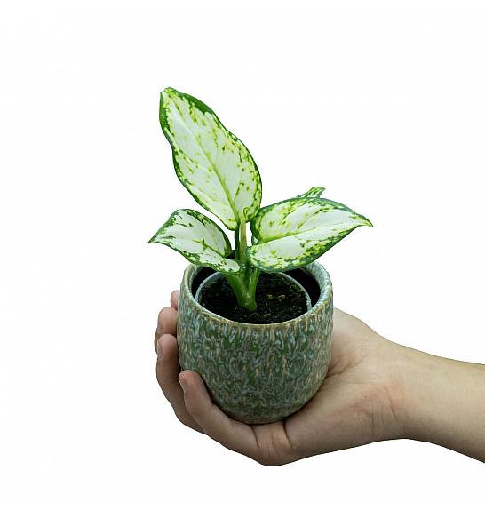 Aglaonema Snowflake; Ø6 cm