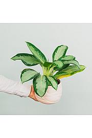Aglaonema Silver Blue