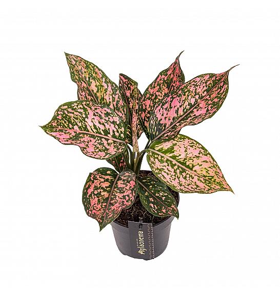 Aglaonema Pink Leopard; Ø12 cm