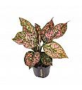 Aglaonema Pink Leopard