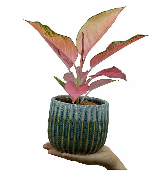 Aglaonema Flamingo; Ø12 cm