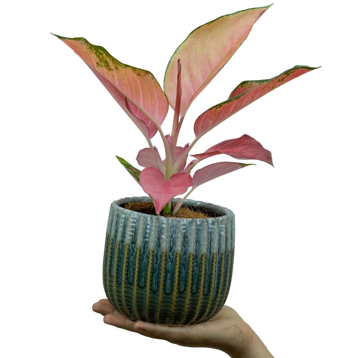 Aglaonema Flamingo; o12 cm - Floraexpress