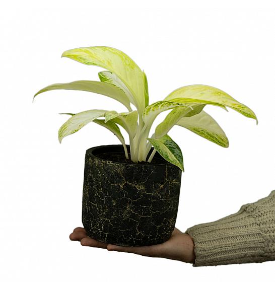 Aglaonema Arctic lime green; Ø12 cm