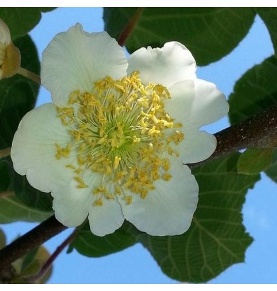 Actinidia deliciosa Atlas C2 Lit. 40-60 cm (24003)