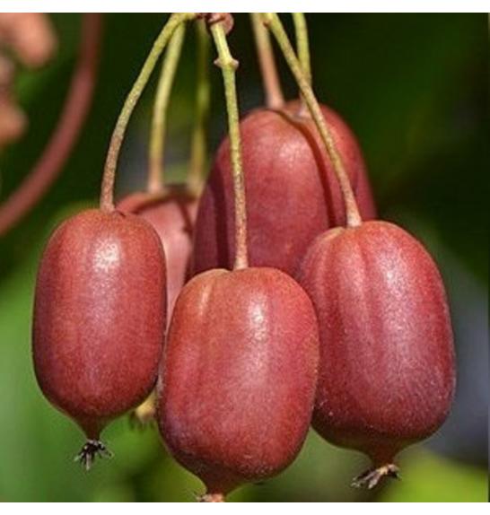 Actinidia arguta Scarlet September C2 Lit. 40-60 cm